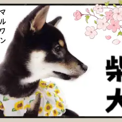 【 柴犬 】凛々しい大和撫子!スタイリッシュな黒柴ちゃん!