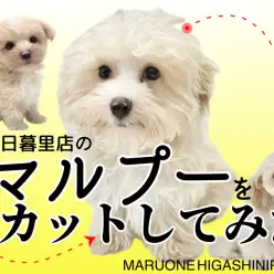 【 MIX マルプー 】もしゃもしゃになったマルプーちゃんをカットしてみた！