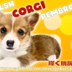 【 コーギー 】白いマフラーと白い靴下を履いたおしゃれ番長！短い手足と桃尻は必見