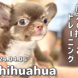 【 チワワ成長ログ 】えっへん！トレーニングなんて余裕だわ！