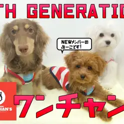 【 4代目ワンチャンズとワンニャンズ 】新メンバーのぷーこちゃんのご紹介！