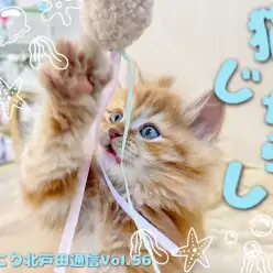 【 ほっこり北通vol.56 】ラガマフィンくんの肉球パンチ！