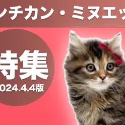 【 マンチカン・ミヌエット特集 】4/4現在在店中の短足にゃんこをご紹介！