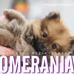 【 ポメラニアン 】たぬきポメってくどいようだけど、本当にたぬきなんです！