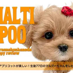 【 マルプー 】究極のアプリコットが美しい！生後77日のマルプーちゃんをレビュー！
