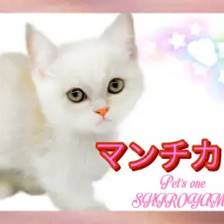 【 マンチカン 】 短足・胴長BODY猫代表!マンチカンの女の子