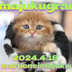 【 イマジュクグラム 】垂れ耳で丸顔の癒し系！レッドタビーの男の子登場！