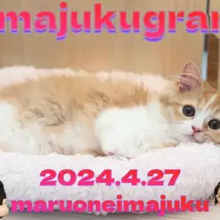 【 イマジュクグラム 】目ヂカラ最強！温厚ラガマフィンちゃまのお手入れに密着！