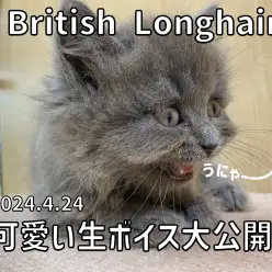 【 ブリティッシュロングヘア成長ログ 】大ボリューム推奨！可愛い生ボイス！