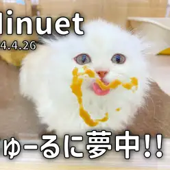 【 ミヌエット成長ログ 】ちゅーるを夢中でペロペロ!可愛いベロを刮目せよ!