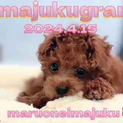 【 イマジュクグラム 】生後3ヶ月のトイプードルちゃま！ヘソ天マッサージに密着！