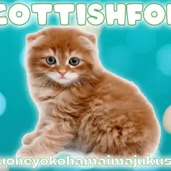 【 スコティッシュフォールド 】濃厚レッドタビーの垂れ耳丸顔な癒し系の男の子！