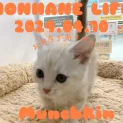 【クリームマンチカン成長ログ】お部屋であそぼ!