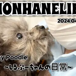 【 トイプードル成長ログ 】お手入れは余裕のヘソ天スタイル！