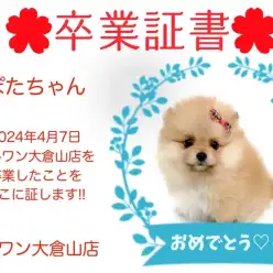 【 卒業証書 】ぽぽたちゃん卒業おめでとう！！スタッフママより愛を込めて！