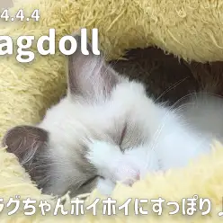 【 ラグドール成長ログ 】ラグちゃんホイホイでリラックスタイム！
