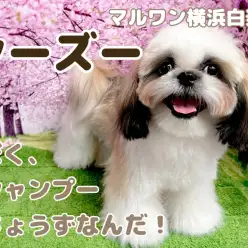 【 シーズー 】上手に出来るかな？シーズーくんシャンプーの様子大公開！