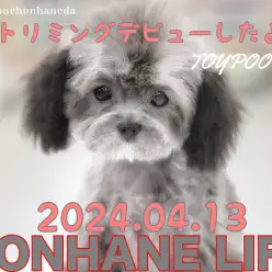 【トイプードル成長ログ】シルバーちゃんトリミングデビューしたよ!