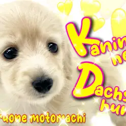 【 カニンヘンダックスフント 】イエローの輝きは愛と癒しに溢れてます！