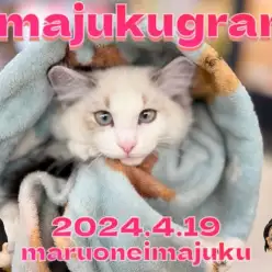 【 イマジュクグラム 】間もなく生後4ヶ月の抱き心地最高なラグドールの女の子！