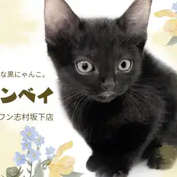 【 ボンベイ 】初入店！まるで小さい黒ヒョウ？艶やかな漆黒の黒猫登場！
