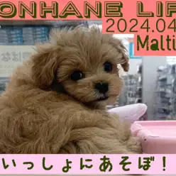 【 マルプー成長ログ 】一緒にあそぼ！カメラにドアップを仕掛けるの巻！