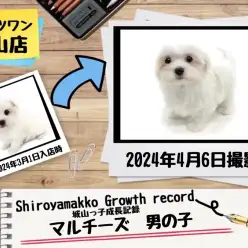 【 マルチーズ 】城山っ子成長報告！2024年4月6日