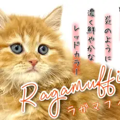 【 ラガマフィン 】赤く燃る鮮やかさ！濃厚レッドタビーをご覧あれ！