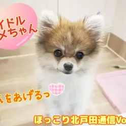 【 ほっこり北通Vol.44 】元気をくれるアイドルポメちゃん