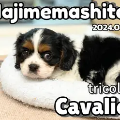 【 キャバリア成長ログ 】はじめまして！トライカラーのキャバリンで〜す！