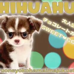 【 チワワ 】見た目も中身もスウィートな生後2ヶ月のチョコタンチワワの男の子！