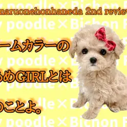 【 MIX 】生後100日を迎えた綿あめガール！ビションプーちゃんをご覧あれ！