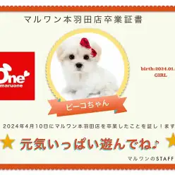 【 卒業記念 】ピーコちゃん卒業おめでとう！今までの感謝を込めて〜卒業ブログ〜