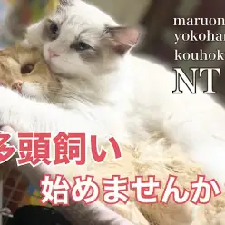 【 お役立て情報 】猫さんの多頭飼いのポイントを教えちゃいます！