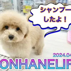 【 MIX成長ログ 】MR.Kも思わずニッコリ！可愛すぎるビションプーちゃん！