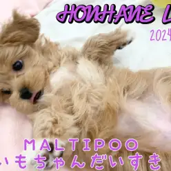 【マルプー成長ログ】いもちゃんだいすき！！