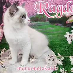 【 ラグドール 】麗しの美少年！フレンドリーさ抜群！多頭飼いでも安心です！