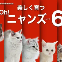 【 オーニャンズ6 】マルワン本羽田店の美しき子猫たちと独自の育て方のポイント解説！
