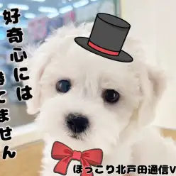 【 ほっこり北通Vol.41 】ビションちゃんとカメラ