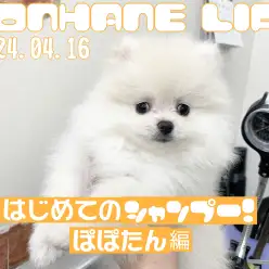 【 ポメラニアン成長ログ 】ぽぽたんはじめてのシャンプー!