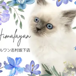 【 ヒマラヤン 】可愛すぎる鼻ぺちゃにゃんこ。希少なヒマラヤンくんがやってきた!