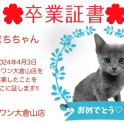 【 卒業証書 】こまちちゃん卒業おめでとう！！スタッフママより愛を込めて！