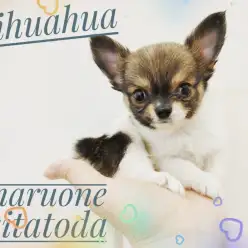 【 チワワ 】生後60日の体重は440g！ミニマムチワワが北戸田店に舞い降りた！