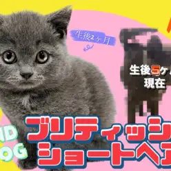 【 ブリティッシュショートヘア 】生後5ヶ月！癒し系アイドルブリちゃんの成長記録