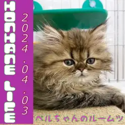 【ペルシャ成長ログ】ペルちゃんのルームツアーだにゃ！