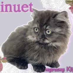 【 ミヌエット 】滅多に出会えない!?洗練された究極の美猫が登場!