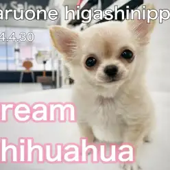 【 チワワ 】クリーム色の小さめむっちりボディがたまらない！