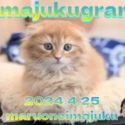 【 イマジュクグラム 】眠気に勝てない無防備なスコティッシュちゃまを激写！