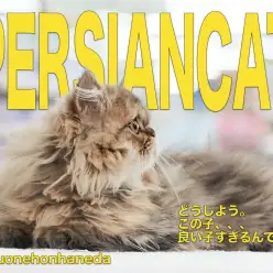 【 ペルシャ 】生後4ヶ月を迎えた、誰もが認める究極のアイドル  ペルちゃんの現在に迫る！