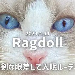 【 ラグドール成長ログ 】真剣な眼差しでコネコネ入眠ルーティン！